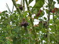 Jatropha Seeds.jpg