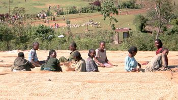 Coffee Crop Farmers (c) Powering Agriculture