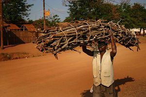 Mozambique - firewood collector.jpg