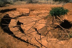 Illustration of an extensive network of roots of an Acacia mellifera explains how bush encroachment can dominate groundwater resources, caption by Prof Nico Smit