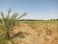 Crop Cultivation in Desert.jpg