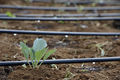 Drip Irrigation.jpg