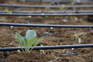 Drip Irrigation.jpg