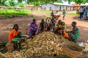 Maize peeling.jpg